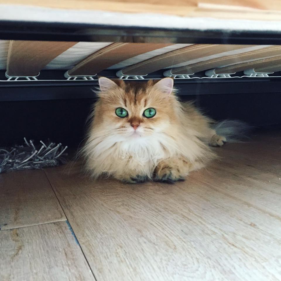 Smoothie the Cat Fan's - 28  2016  11:05