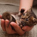 ���� Alehandro, ����������, 53 ���� - ��������� 30 ����� 2017 � ������ ������ ��������