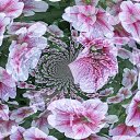  Sebastian, , 54  -  20  2017    