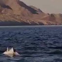 ���� ��������, �����-��������� - ��������� 23 ����� 2017 � ������ ������ ��������