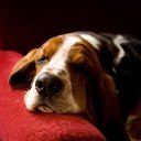 ���� �����, ��������, 39 ��� - ��������� 6 ������ 2017 � ������ ���� ����������