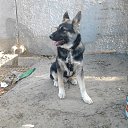  , , 67  -  17  2017      ..