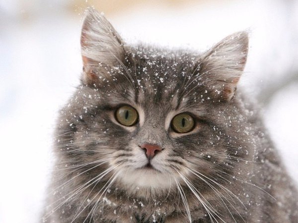 -.cat [kt] - dog [dg] - cow [kau] - horse [hs] - goat ...