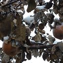 ���� ��������, ��������, 64 ���� - ��������� 18 ������ 2017 � ������ ������ ��������