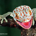 ���� ����&copy;, ������, 52 ���� - ��������� 26 �������� 2016