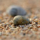  , --, 44  -  20  2016    - 2015