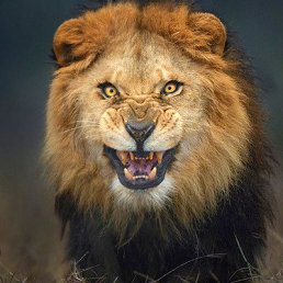 �����, ������������, 59 ���