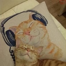 #Безкота_добро.Котята с пуповинами истошно орали под окнами 100 квартирного дома.