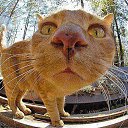 ,  ,     ,    ,       !    