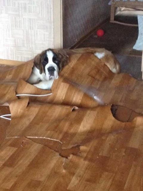     ???       ,   ....)))