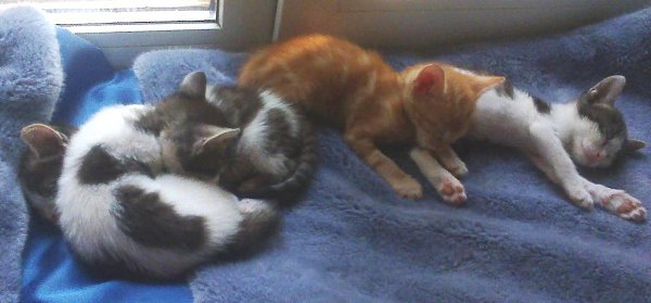 #Безкота_добро.Котята с пуповинами истошно орали под окнами 100 квартирного дома.