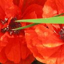 ���� �����, ��������� - ��������� 18 ������� 2016