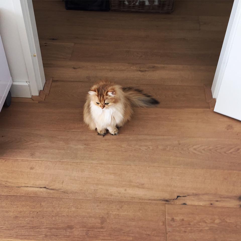 Smoothie the Cat Fan's - 29  2016  09:55