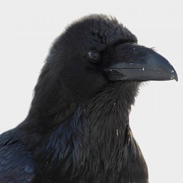 ����, ������