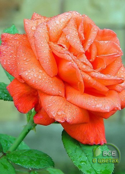 ��� � ������ - 28 ������ 2017 � 08:20