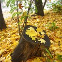 ����� ���� 2016. �� ������� ������ �������