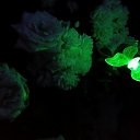 ���� �������, ������, 51 ��� - ��������� 11 ������� 2016 � ������ ����� 2016�