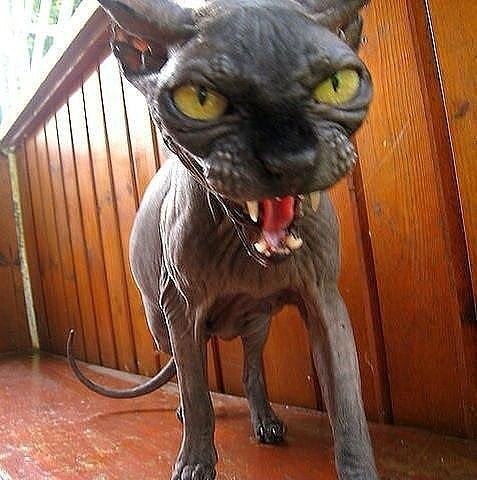     ! !   !     !!!