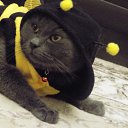 ���� �����, ��������, 39 ��� - ��������� 6 ������ 2017 � ������ ���� ����������