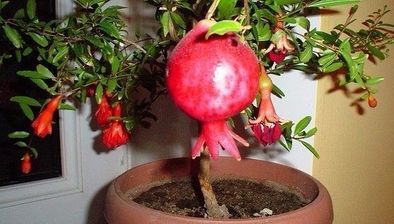   .1.         .    ...