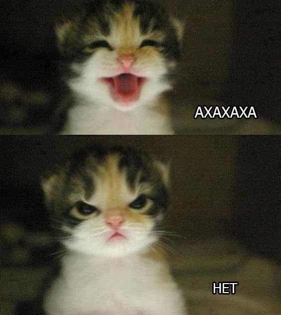 Когда попросил кота не носиться среди ночи по квартире как припадочный