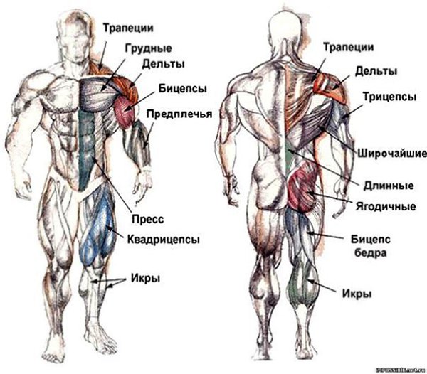 Комплекс лучших упражнений на каждую группу мышц.СПИНА- Подтягивания 4 подхода 8-12 повторений- ...