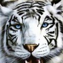 ���� ˸��, �����-���������, 43 ���� - ��������� 29 ������� 2016 � ������ ���� ����������