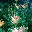 ���� �����, ������ - ��������� 25 ������� 2017 � ������ ���� ������