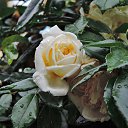  , , 60  -  29  2017   ,, 2017, ...