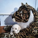 ���� ������, ������, 60 ��� - ��������� 19 ���� 2017 � ������ ���� ����������