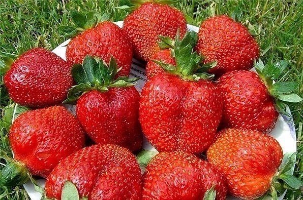 Подкормка клубники и борьба с вредителями.Сохраните, чтобы не потерять!Состав: 1 стакан золы залить ...