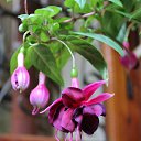  , , 60  -  30  2017   , 2017