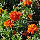  , , 60  -  8  2017   ,01.10.-06.10.17.