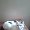 ���� ���, �������, 70 ��� - ��������� 9 ��� 2017 � ������ ���� ����������