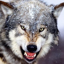 ���������, �������, 54 ����