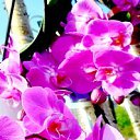  ,  -  15  2017       Ż