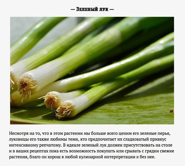 6 главных овощей этой весны.Существует масса причин того, почему весна намного лучше начала нового ... - 5