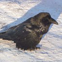 ���� ������, �����-��������� - ��������� 25 ������ 2017 � ������ ���� ����������