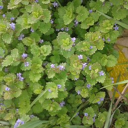 ������, ������������, 51 ���