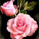 ���� �������, ������, 71 ��� - ��������� 16 ��� 2017 � ������ ���� ����������