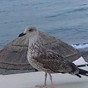 ���� 2017 �� ������� �����