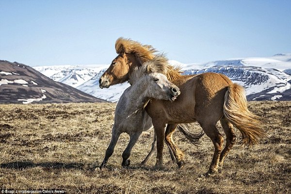Грация диких лошадей на снимках исландского фотографа.Исландец Браги Ингибергссон (Bragi J ...