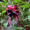  , , 60  -  30  2017   , 2017