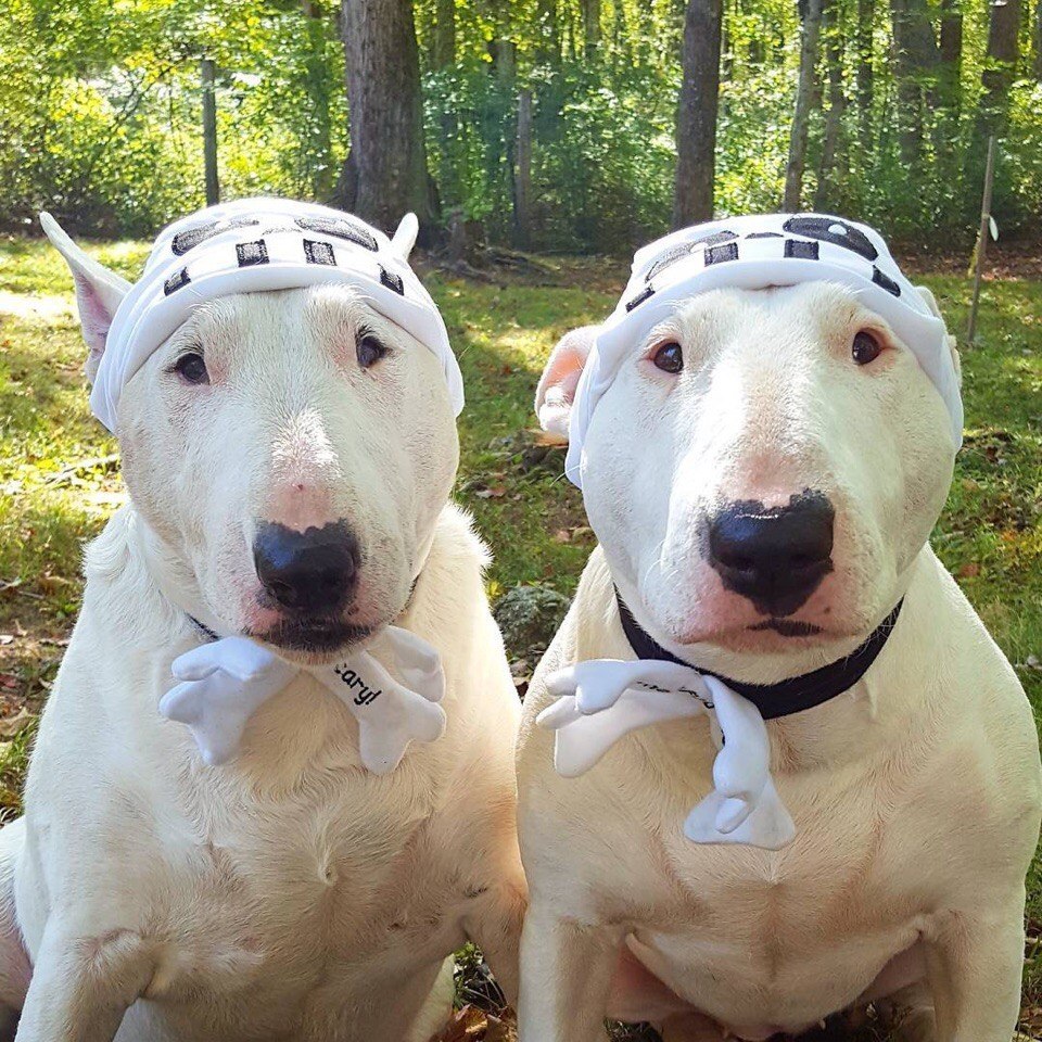 Сладкая парочка твикс.Бодрого всем понедельника) - 7