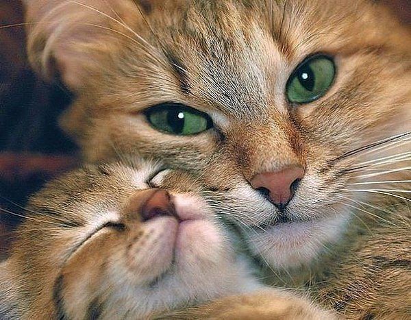 Не принимай решения, когда ты сердишься. Не давай обещания, когда ты счастлив.