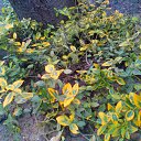 ���� ��������, ������� - ��������� 21 ��� 2017 � ������ ������..�