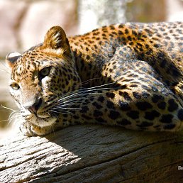 ���� ���������, ������ - ��������� 15 ��� 2017