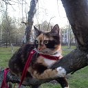 ���� ����, ������, 41 ��� - ��������� 12 ���� 2017 � ������ ���� ����������