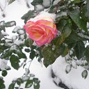    , -- -  20  2017   ...   ...