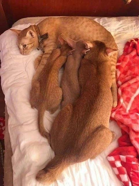 ,  ,     ...